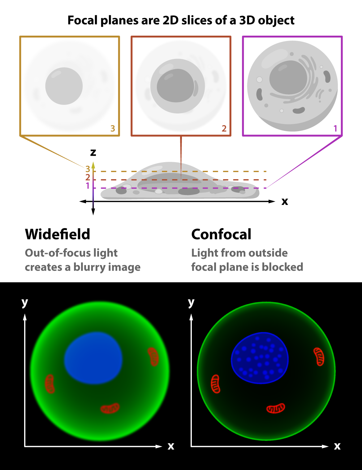 Widefield vs Confocal